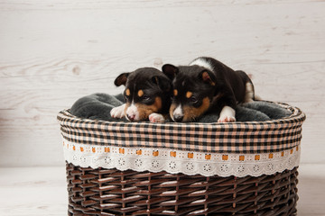 Two basenji tricolor puppies in basket