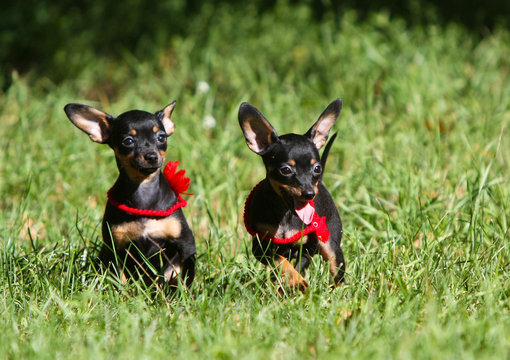 Two puppies run on the green grass. Funny little dog jumping on the street in the park. An active animal in the summer for a walk. Smooth, black and tan Russian toy terrier
