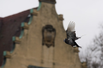 close up on flying pigeon in the harbor