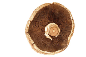 CLoseup of a Portabello mushroom with shallow depth of field on a white backround
