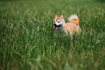 close up on shiba inu dog on grass