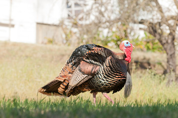 Tom turkey struting looking for a mate in the spring