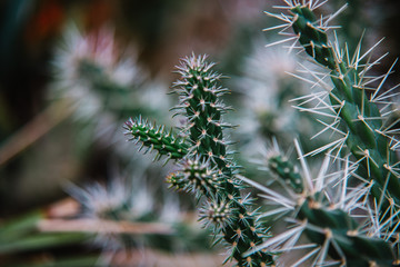 close up on cactus
