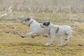 Puppies play and run against the background of grass