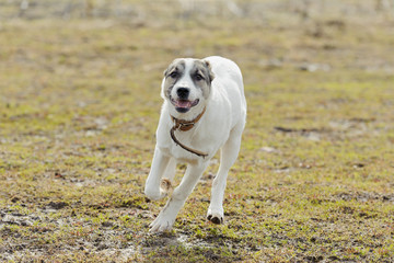 White puppy run against background of grass