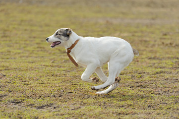 Obraz na płótnie Canvas White puppy run against background of grass