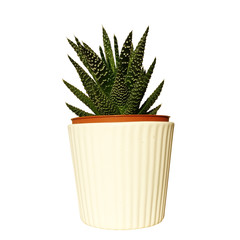 office or home plant isolated