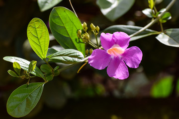 Flowers  and plants
