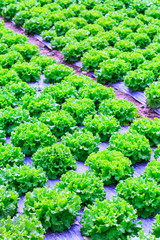 Organic green lettuce plants or salad vegetable cultivation in red soil wrapped a black polyethylene film at greenhouse farm. Concept of healthy eating. Farming. Food production. Somewhere in Portugal
