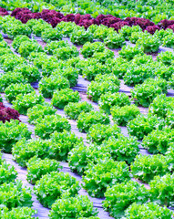 Organic green lettuce plants or salad vegetable cultivation in red soil wrapped a black polyethylene film at greenhouse farm. Concept of healthy eating. Farming. Food production. Somewhere in Portugal