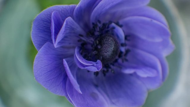 TimeLapse of anemone Flower opens bud. Anemone blooming