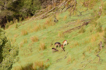Wild Fallow deer in typical New Zealand hill habitat