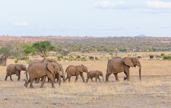 Closeup of African Elephant (scientific name: Loxodonta africana, or "Tembo" in Swaheli) image taken on Safari located in the Serengeti/Tarangire, Lake Manyara, Ngorogoro National park, Tanzania