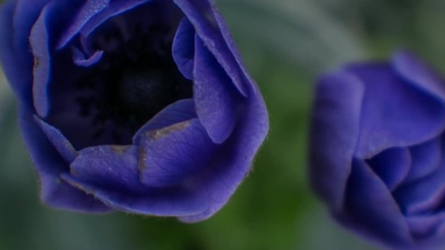 Close up of Lilac Anemone flower opening bud TimeLapse 4k