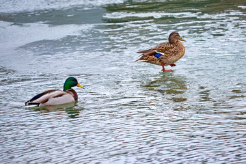 The mallard. The mallard (Anas platyrhynchos) is a dabbling duck that breeds throughout the temperate and subtropical Americas, Eurasia, and North Africa.