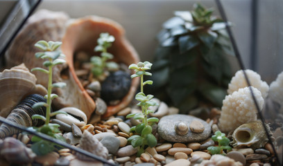 Young shoots of succulents in the florarium