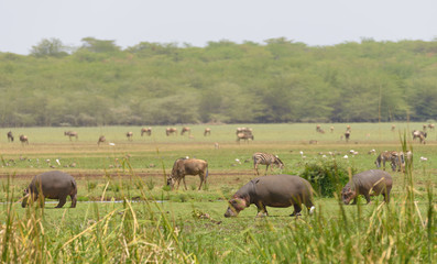 Closeup of Hippopotamus (scientific name: Hippopotamus amphibius, or "Kiboko" in Swaheli) in the Serengeti/Tarangire, Lake Manyara, Ngorogoro National park, Tanzania