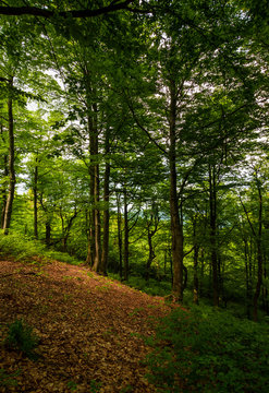 meadow in ancient beech forest. lovely nature scenery in Carpathian woods