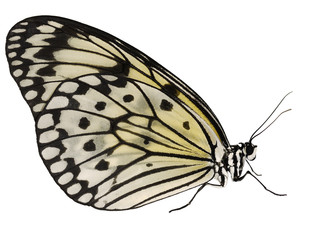 Fototapeta na wymiar A paper kite butterfly, rice paper butterfly or large tree nymph, Idea leuconoe, isolated on white background. The big white butterfly with black spots sits with its wings closed. Side view.