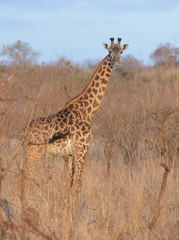 Obraz na płótnie Canvas Closeup of Masai Giraffe (scientific name: Giraffa camelopardalis tippelskirchi or 