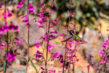 Hummingbird in flight