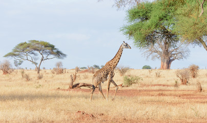 Fototapeta na wymiar Closeup of Masai Giraffe (scientific name: Giraffa camelopardalis tippelskirchi or 