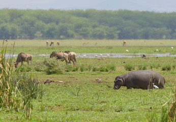 Closeup of Hippopotamus (scientific name: Hippopotamus amphibius, or 