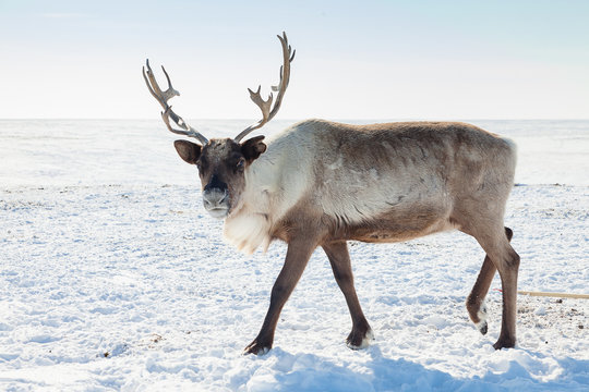 Reindeer in winter tundra