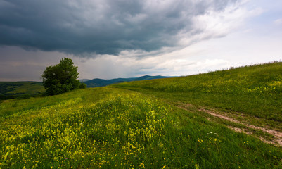 Fototapeta na wymiar tree along the path through grassy meadow. grey rainy clouds approaching on a summer windy day
