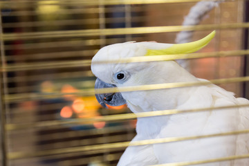 Big yellow-haired cockatoo in a cage. Cacatua galerita. Plyctolophus galeritus