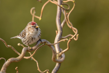 Mealy Redpoll in natural habitat