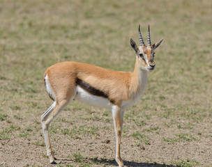 Naklejka na ściany i meble Closeup of Thompson's Gazelle (scientific name: Gazella thompsoni, or 