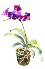 Orchid in a ot. Hand-drawn watercolor illustration