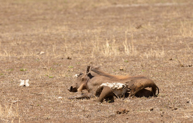 Closeup of Warthog (scientific name: Phacochoerus aethiopicus, or 