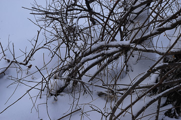 snow on tree branches cr2018darrelljbanks