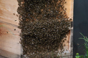 Bienen beim Schwärmen