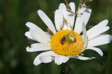 Fototapeta premium nature