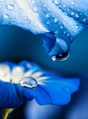 Panele Szklane Podświetlane  niebieski kwiat z kroplą rosy
