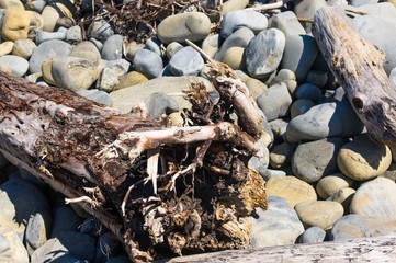 driftwood, washed up by the sea on a pebble beach