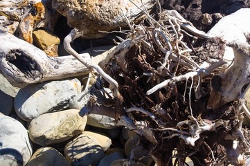 driftwood, washed up by the sea on a pebble beach