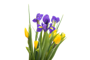 spring bouquet with tulips and iris isolated