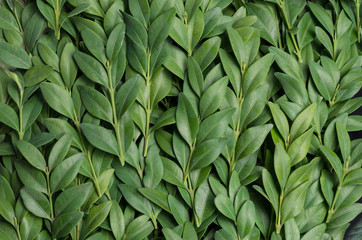 Fototapeta na wymiar Pattern from leaves and twigs of boxwood. Natural vegetative texture.