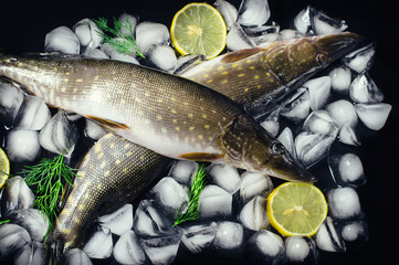 Fresh pike fish on ice on a black table top view. Wooden rustic background. Top view.