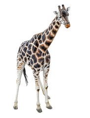 Young giraffe standing full length isolated on white background. Funny walking giraffe close up. Zoo animals isolated.