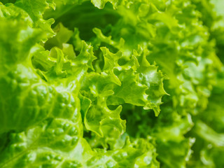 Close up of vegetable garden