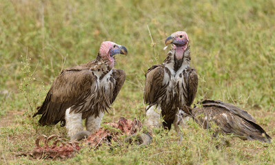 Lappet-faced Vultures (Torgos tracheliotos) picking on a carcass on the Serengeti