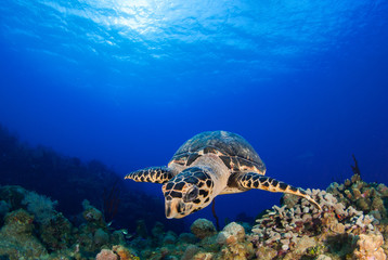 A hawksbill turtle is at home on the tropical reef in the Cayman Islands. This creature likes the deep warm blue water that surrounds him in this underwater image
