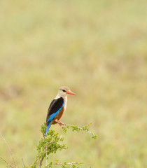 Grey-headed Kingfisher(Halcyon leucocephala) perched on a bush