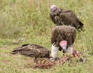 Lappet-faced Vultures (Torgos tracheliotos) picking on a carcass on the Serengeti