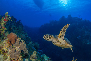 Naklejka na ściany i meble A hawksbill turtle is at home on the tropical reef in the Cayman Islands. This creature likes the deep warm blue water that surrounds him in this underwater image